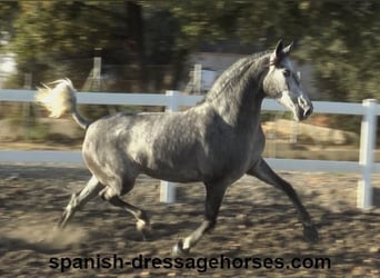 PRE Croisé, Jument, 3 Ans, 161 cm, Gris
