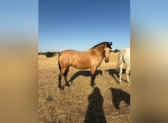 PRE Croisé, Jument, 3 Ans, 162 cm, Buckskin