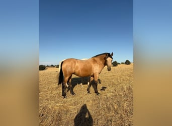 PRE Croisé, Jument, 3 Ans, 162 cm, Buckskin