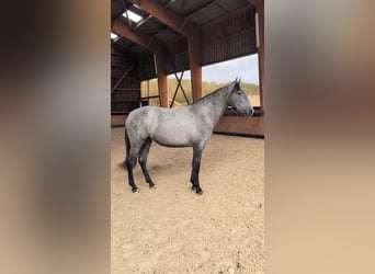 PRE Croisé, Jument, 3 Ans, 162 cm, Gris