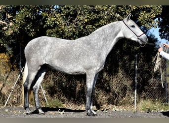 PRE Croisé, Jument, 3 Ans, 162 cm, Gris pommelé