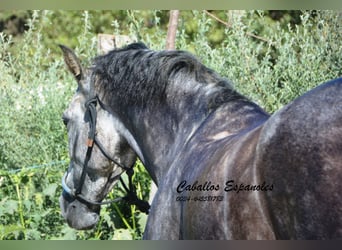 PRE, Jument, 3 Ans, 162 cm, Gris pommelé