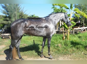 PRE, Jument, 3 Ans, 162 cm, Gris pommelé