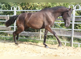 PRE Croisé, Jument, 3 Ans, 162 cm, Noir