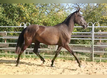 PRE Croisé, Jument, 3 Ans, 162 cm, Noir