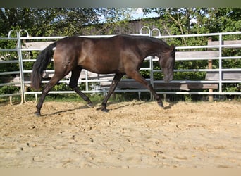 PRE Croisé, Jument, 3 Ans, 162 cm, Noir