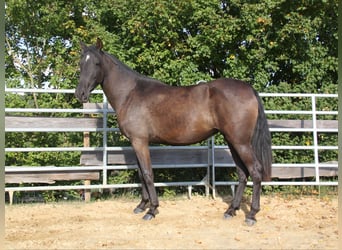 PRE Croisé, Jument, 3 Ans, 162 cm, Noir