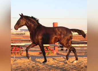 PRE Croisé, Jument, 3 Ans, 162 cm, Noir