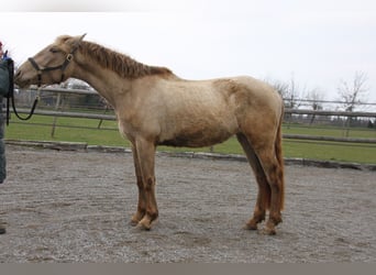 PRE, Jument, 3 Ans, 162 cm, Perle