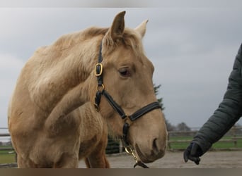 PRE, Jument, 3 Ans, 162 cm, Perle