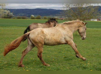 PRE, Jument, 3 Ans, 162 cm, Perle