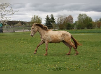 PRE, Jument, 3 Ans, 162 cm, Perle