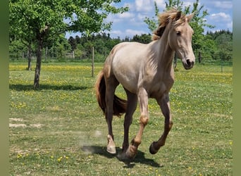 PRE, Jument, 3 Ans, 162 cm, Perle
