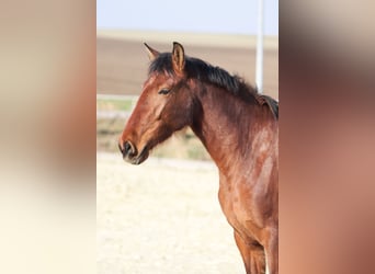 PRE Croisé, Jument, 3 Ans, 163 cm, Bai