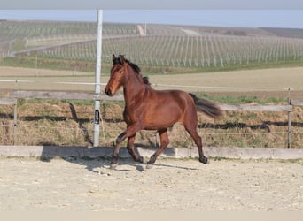 PRE Croisé, Jument, 3 Ans, 163 cm, Bai