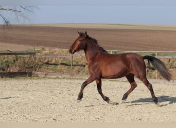 PRE Croisé, Jument, 3 Ans, 163 cm, Bai