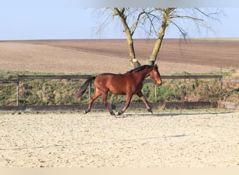 PRE Croisé, Jument, 3 Ans, 163 cm, Bai