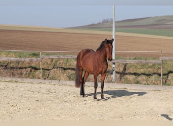 PRE Croisé, Jument, 3 Ans, 163 cm, Bai