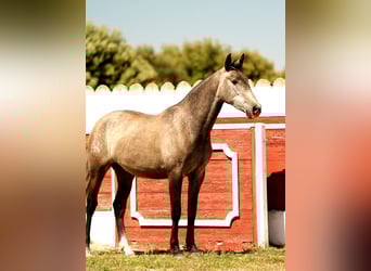 PRE Croisé, Jument, 3 Ans, 163 cm, Gris