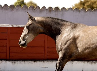 PRE Croisé, Jument, 3 Ans, 163 cm, Gris