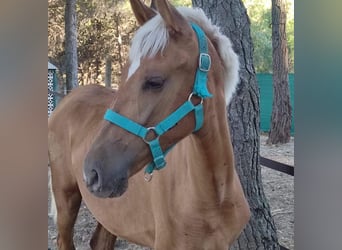 PRE Croisé, Jument, 3 Ans, 163 cm, Palomino