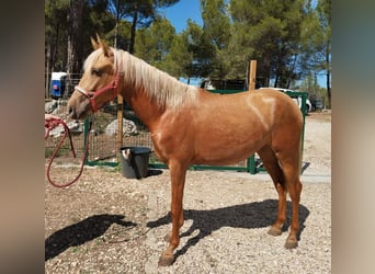 PRE Croisé, Jument, 3 Ans, 163 cm, Palomino