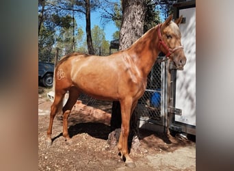 PRE Croisé, Jument, 3 Ans, 163 cm, Palomino