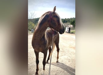 PRE Croisé, Jument, 3 Ans, 163 cm, Palomino