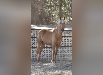 PRE Croisé, Jument, 3 Ans, 163 cm, Palomino