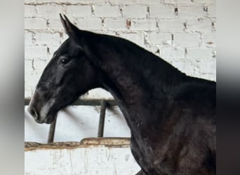 PRE Croisé, Jument, 3 Ans, 164 cm, Gris