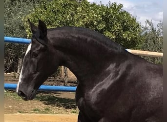 PRE Croisé, Jument, 3 Ans, 164 cm, Gris