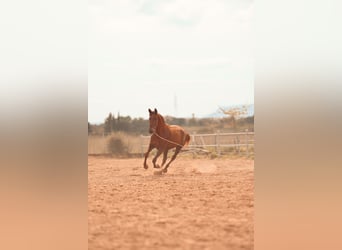 PRE, Jument, 3 Ans, 165 cm, Alezan
