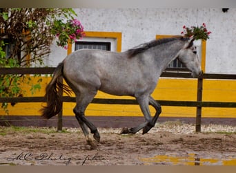 PRE, Jument, 3 Ans, 165 cm, Gris