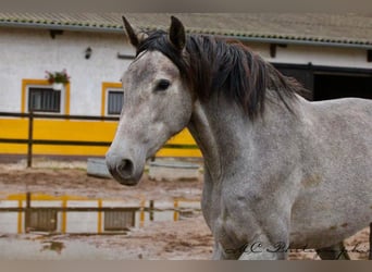 PRE, Jument, 3 Ans, 165 cm, Gris