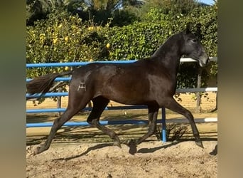 PRE, Jument, 3 Ans, 165 cm, Gris