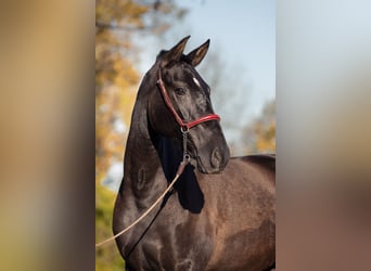 PRE Croisé, Jument, 3 Ans, 165 cm, Noir