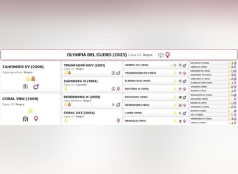 PRE, Jument, 3 Ans, 165 cm, Noir