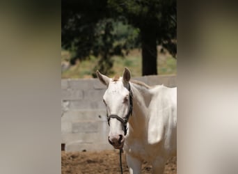 PRE Croisé, Jument, 3 Ans, 165 cm, Perlino