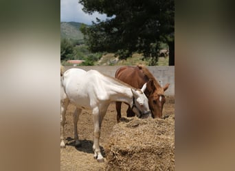 PRE Croisé, Jument, 3 Ans, 165 cm, Perlino