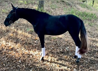 PRE Croisé, Jument, 3 Ans, 167 cm, Gris