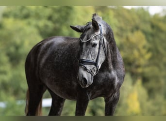 PRE, Jument, 3 Ans, 167 cm, Gris