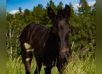 PRE Croisé, Jument, 3 Ans, 167 cm, Noir
