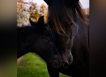 PRE Croisé, Jument, 3 Ans, 167 cm, Noir