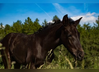 PRE Croisé, Jument, 3 Ans, 167 cm, Noir