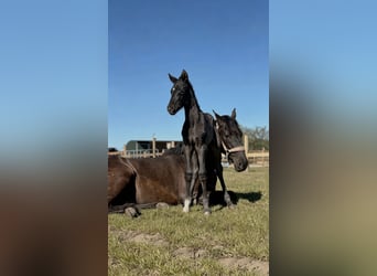 PRE Croisé, Jument, 3 Ans, 167 cm, Noir