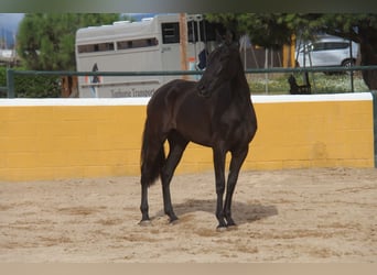 PRE Croisé, Jument, 3 Ans, 168 cm