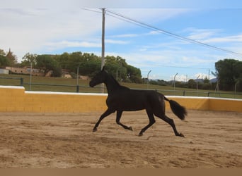 PRE Croisé, Jument, 3 Ans, 168 cm