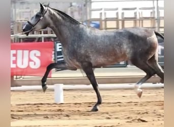 PRE Croisé, Jument, 3 Ans, 169 cm, Gris