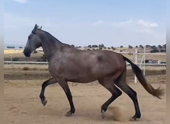 PRE, Jument, 3 Ans, 175 cm, Gris moucheté