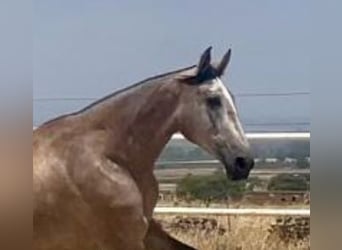 PRE, Jument, 3 Ans, 175 cm, Gris moucheté